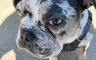 Close up image of a dog in a harness being walked on a sunny day.