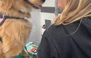 A golden retriever receiving a wellness check-up from Dr. MacInnes.