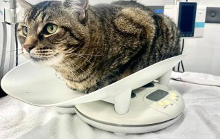 A cat being weighed as part of a veterinarian check-up.