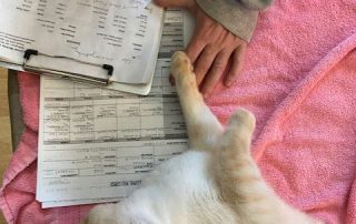 Vet filling out exam papers next to a happy cat.