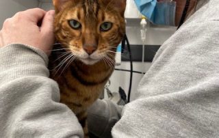 Veterinarian using stethoscope to listen to a cat's heartbeat.