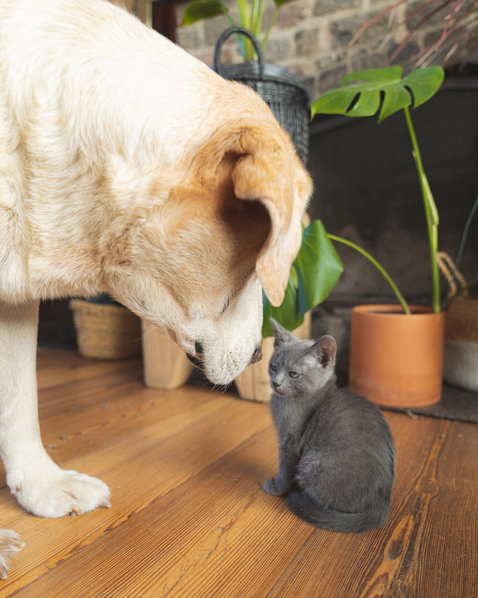 A dog sniffing a small black cat.