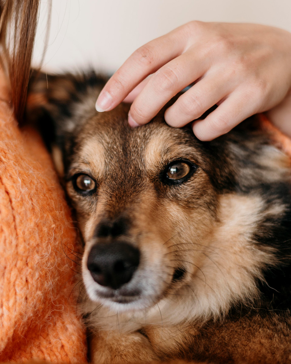 Pet Wellness & Preventive Care | MacInnes Mobile Vet